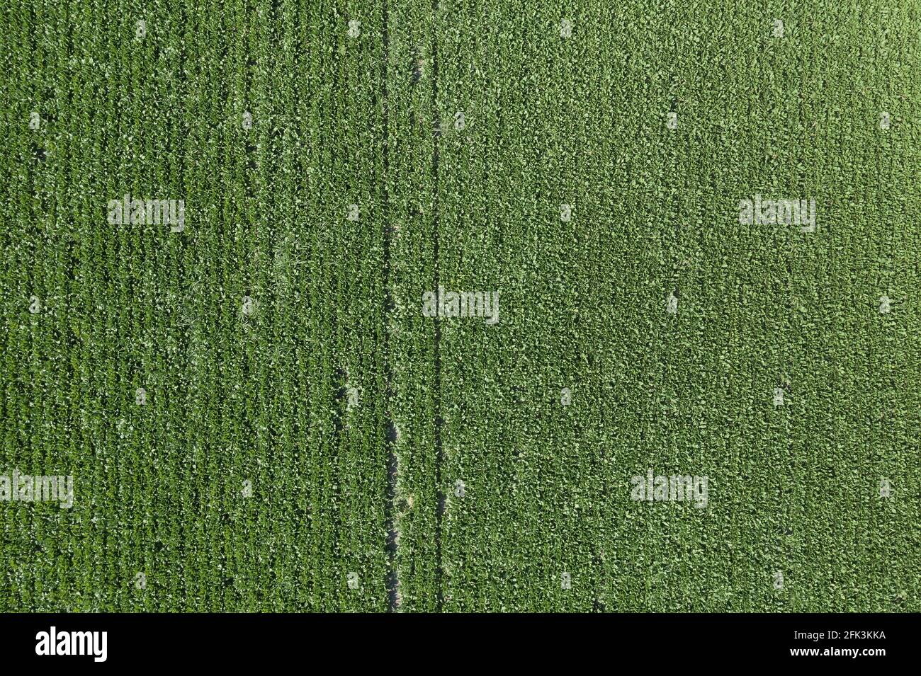 Vue aérienne du champ de betterave à sucre cultivé depuis drone pov, vue de dessus des cultures de racines Banque D'Images