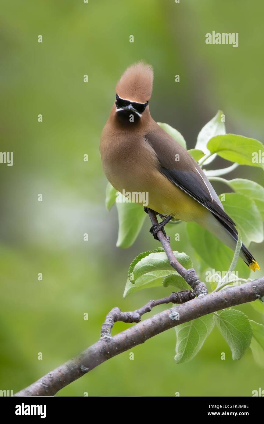 Cirage de cèdre (Bombycilla cedrorum) adulte perché sur une branche Banque D'Images