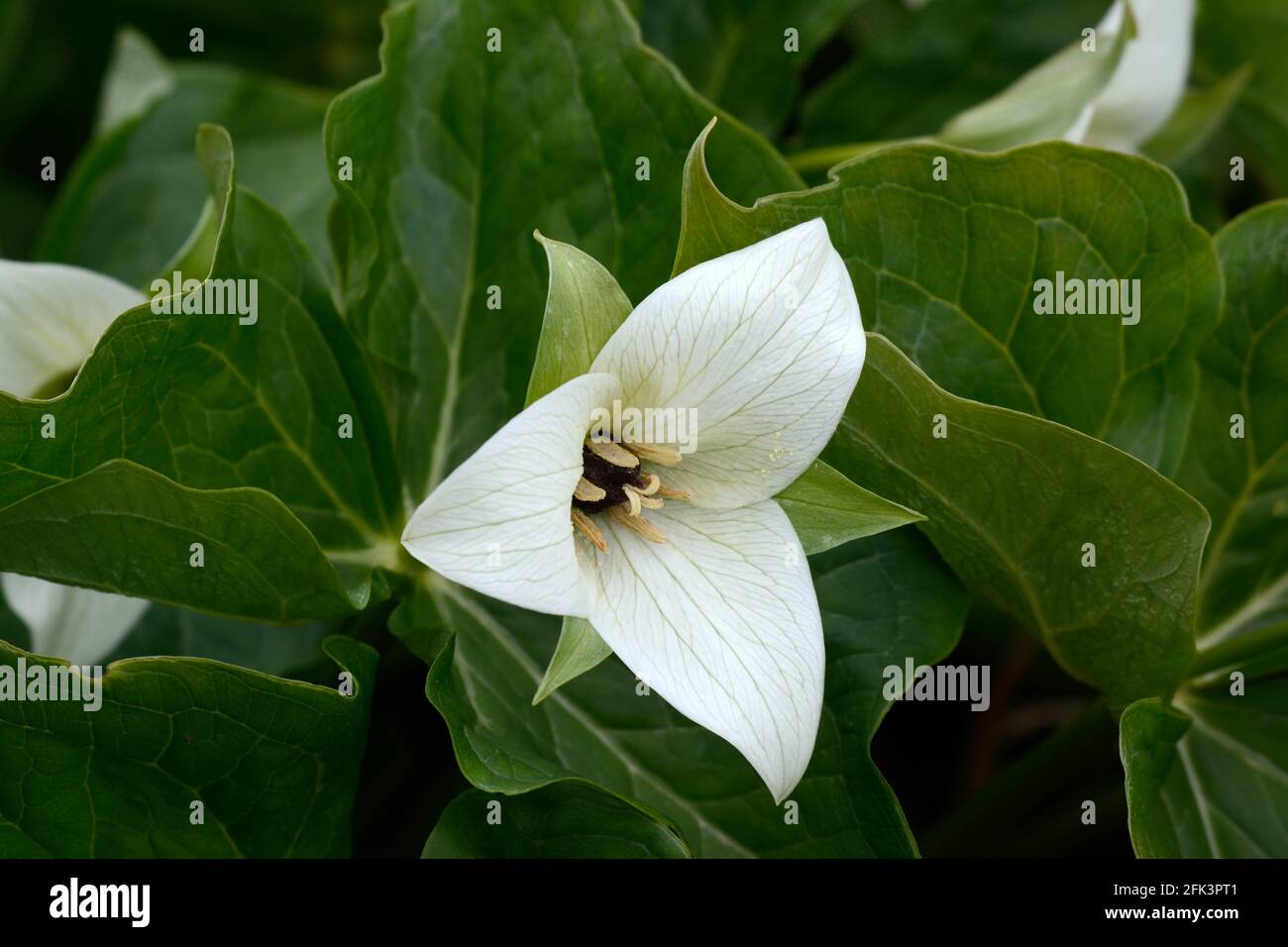 Trillium flexipes fleur hochant la fleur de Wakerobin trois fleurs ou Birthroot fleur blanche Banque D'Images