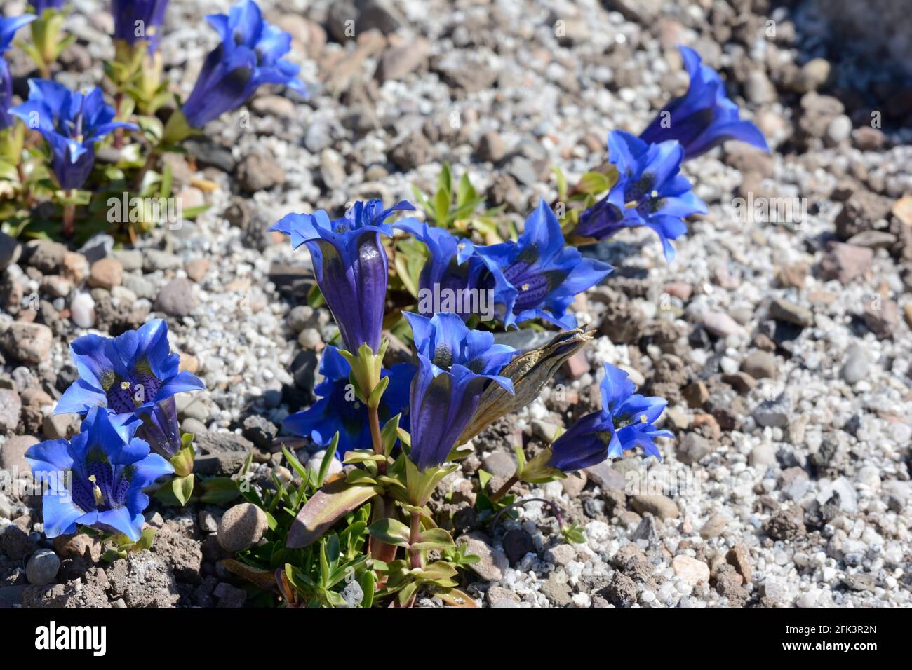 Fleurs bleues de la plante alpine de Gentiana occidentalis trompette pyrénéenne gentiane poussant dans un jardin de rockery Banque D'Images