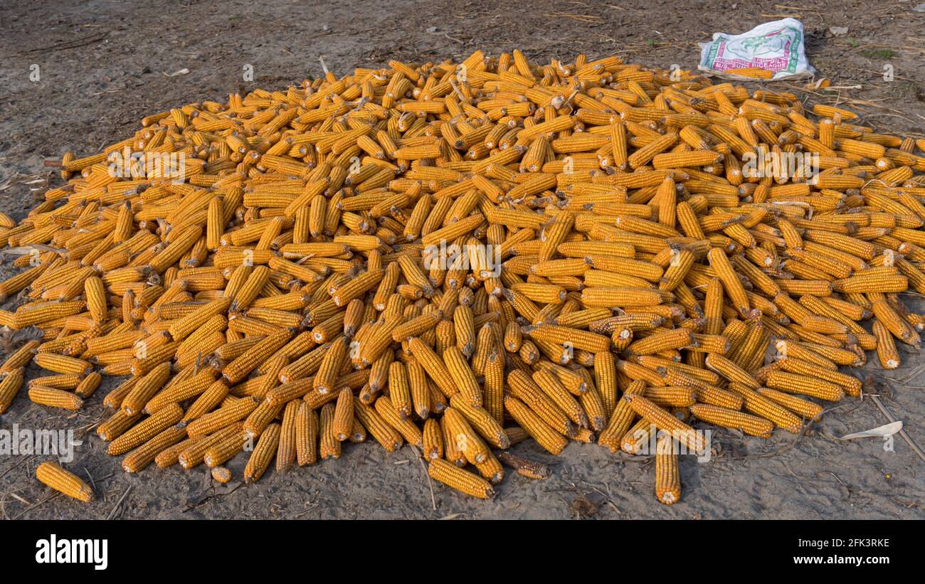 Tas de maïs jaune sain. Grains frais mûrs pour le séchage. Grains de maïs mûrs sur épis. Banque D'Images