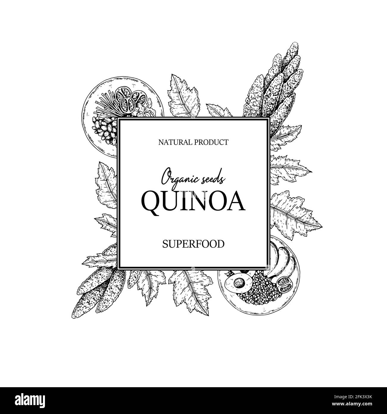 Cadre de quinoa dessiné à la main. Illustration vectorielle dans le style d'esquisse. Illustration de Vecteur