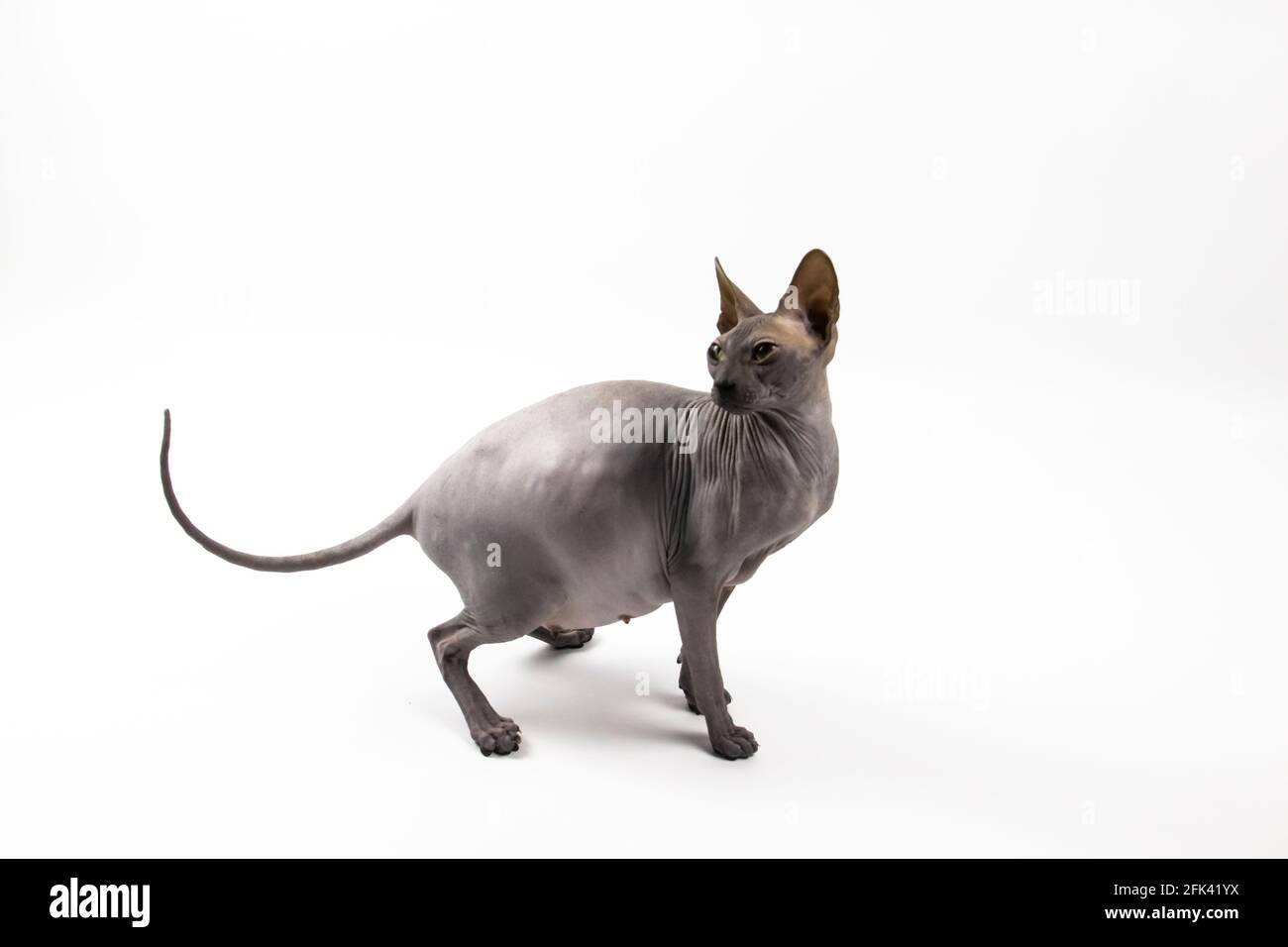 Sphynx Hairless Cat Banque D Image Et Photos Page 6 Alamy