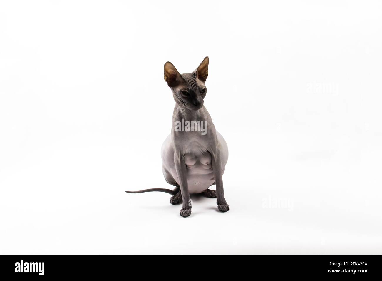 Sphynx chat enceinte. Beau chat sphynx gris sans cheveux assis Banque D'Images