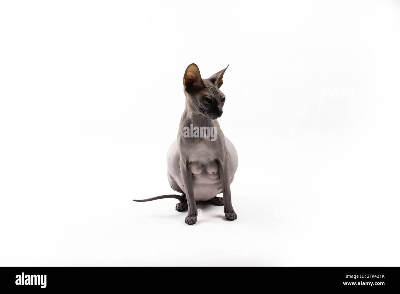 Sphynx Hairless Cat Banque D Image Et Photos Page 6 Alamy