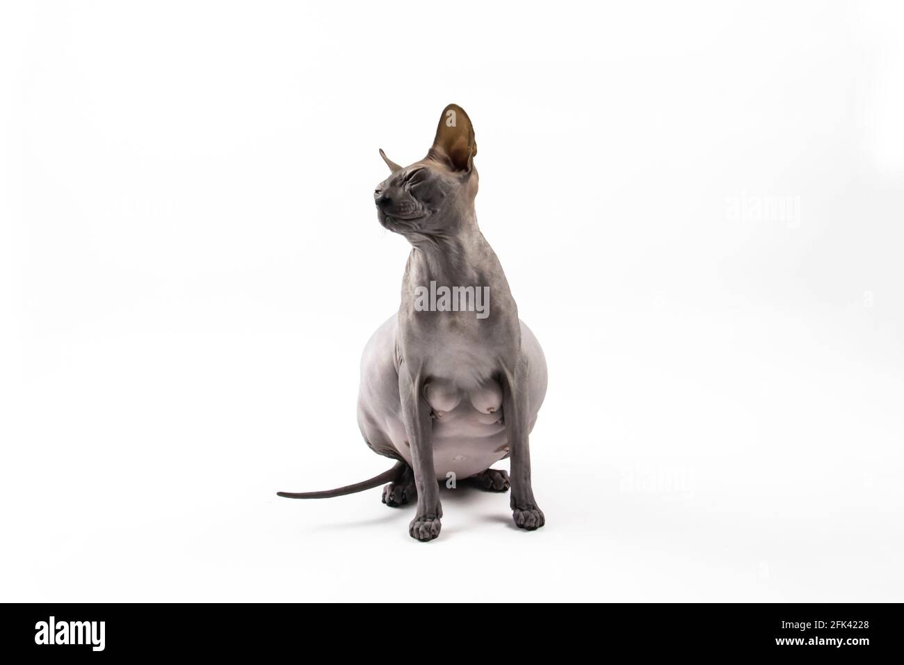 Chat Sans Poil Banque De Photographies Et D Images A Haute Resolution Alamy