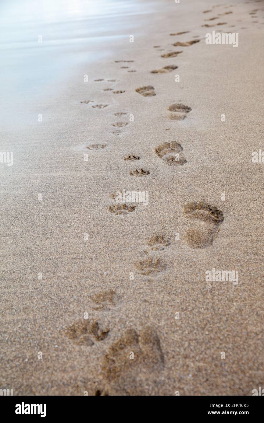 Traces de pied d'une personne et d'un chien sur le sable de la plage près de l'eau. Bali, Indonésie. Banque D'Images