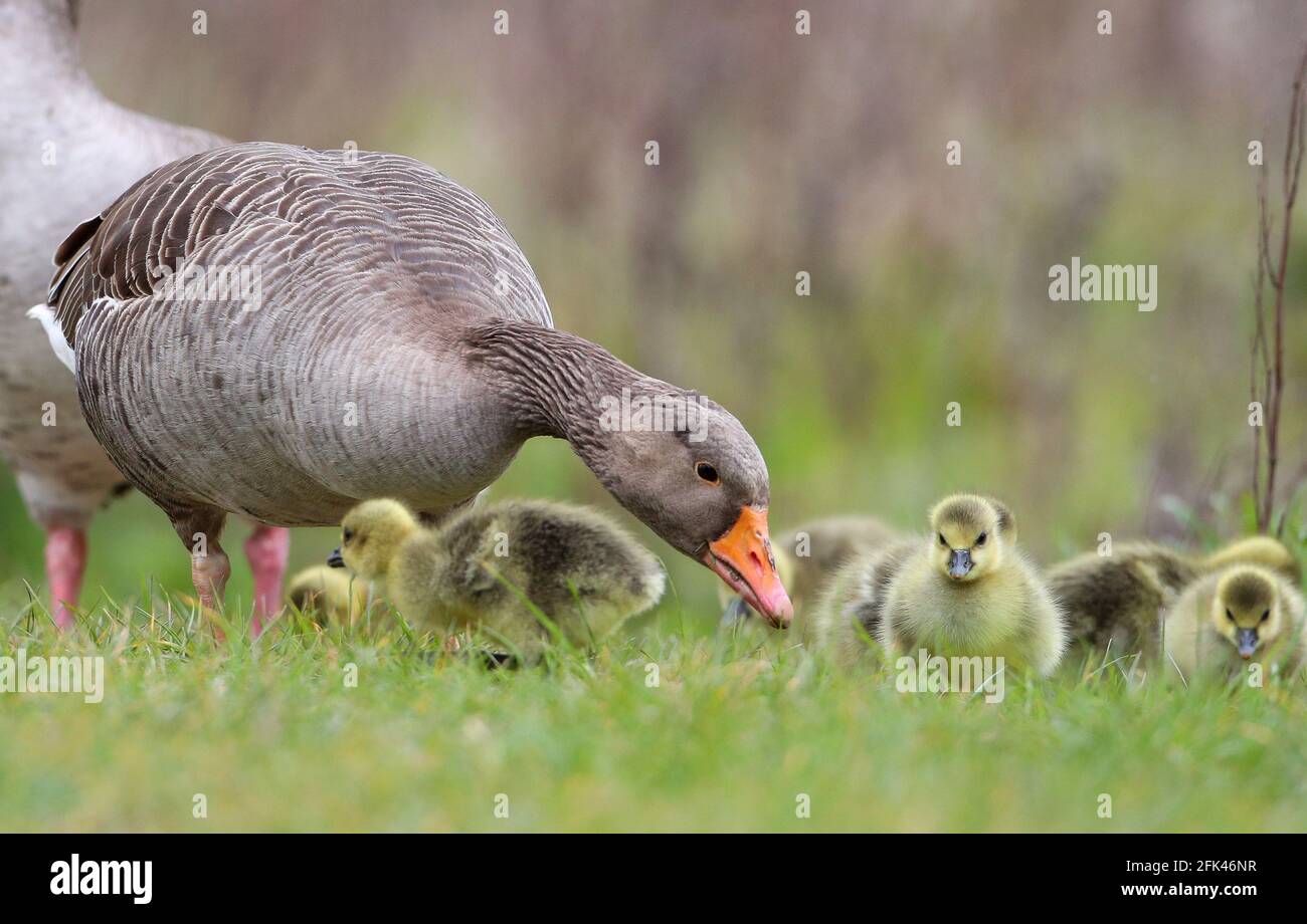Eastleigh, Hampshire. 28 avril 2021. Météo Royaume-Uni. Les bernaches de grisaille et leurs oisons, lors d'une journée de grizzlis gris, au parc national de Lakeside, à Eastleigh, près de Southampton, dans le Hampshire. Credit Stuart Martin/Alay Live News Banque D'Images