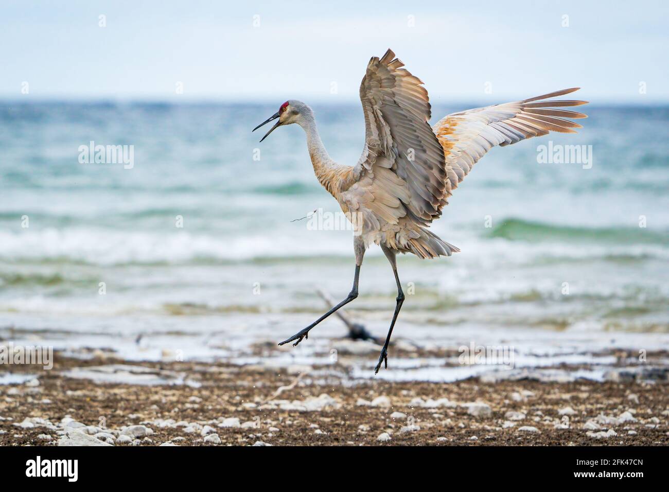 Une grue mâle de Sandhill forme une danse d'audience le long de la rive du lac Michigan à Cana Cave près de Baileys Harbour dans le comté de Door Wisconsin. Banque D'Images