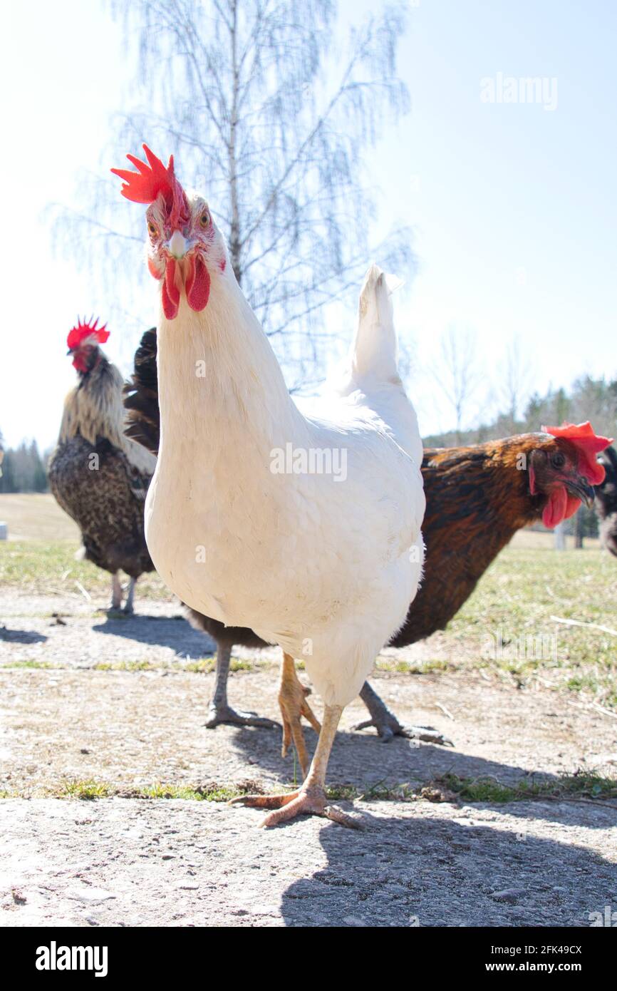 Poulet blanc Lohman Banque D'Images