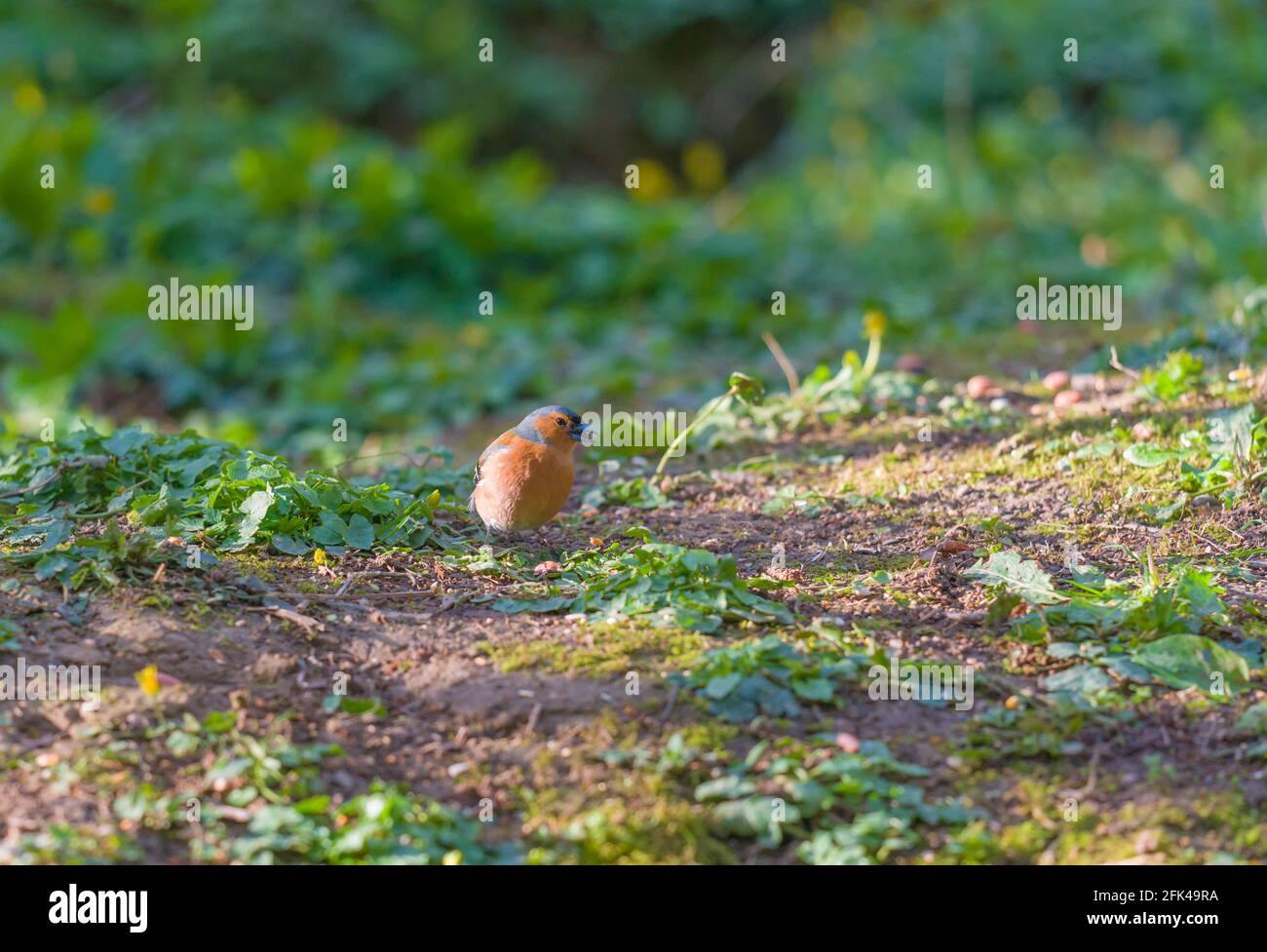 Chaffinch (Fringilla coelebs) se nourrissant au sol, Woolwespérance Herefordshire Royaume-Uni. Avril 2021. Banque D'Images