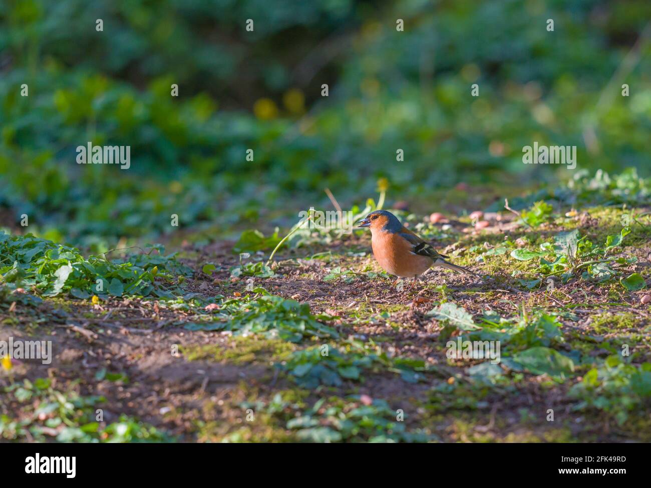 Chaffinch (Fringilla coelebs) se nourrissant au sol, Woolwespérance Herefordshire Royaume-Uni. Avril 2021. Banque D'Images