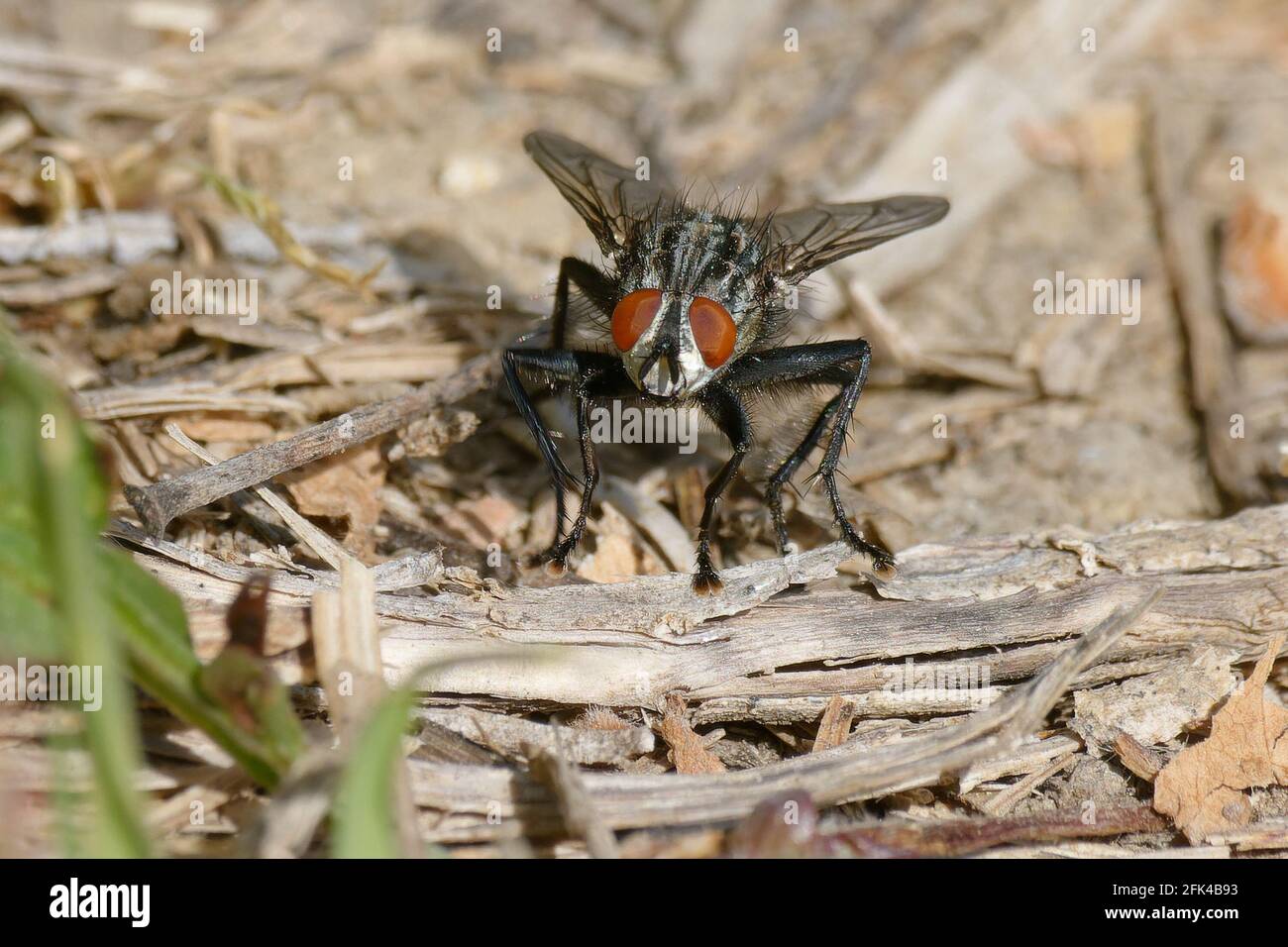 Mouche à chair commune (Sarcophaga sp.) au sol Banque D'Images