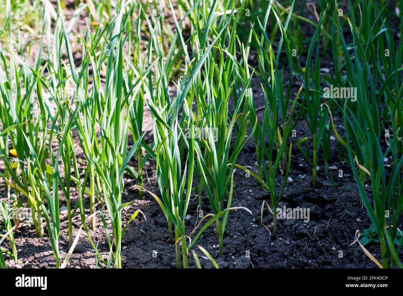 Des rangées d'ail vert poussent dans le jardin au printemps. Banque D'Images