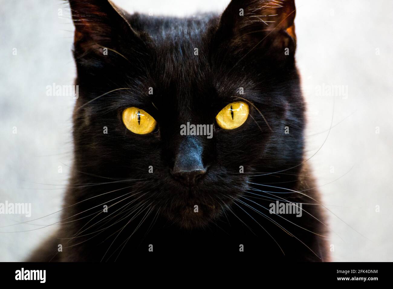 Joli chat noir regardant directement dans l'appareil photo. Gros plan de la tête, corps flou. Banque D'Images