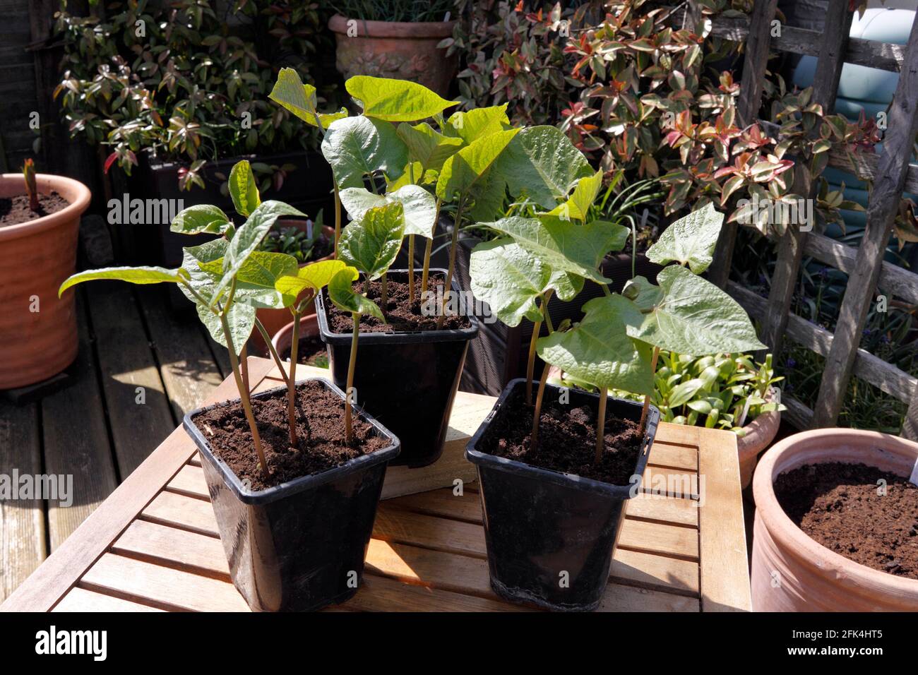 ENORMA DE LA MACHINE À SOUS EN POT. DÉBUT DU PRINTEMPS Banque D'Images