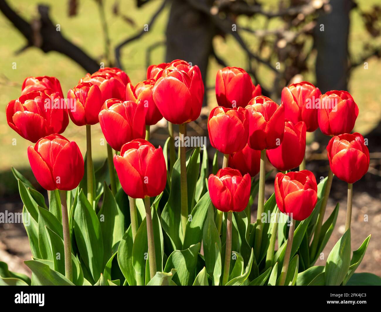 De magnifiques tulipes rouges vives fleurissent dans un parc Banque D'Images