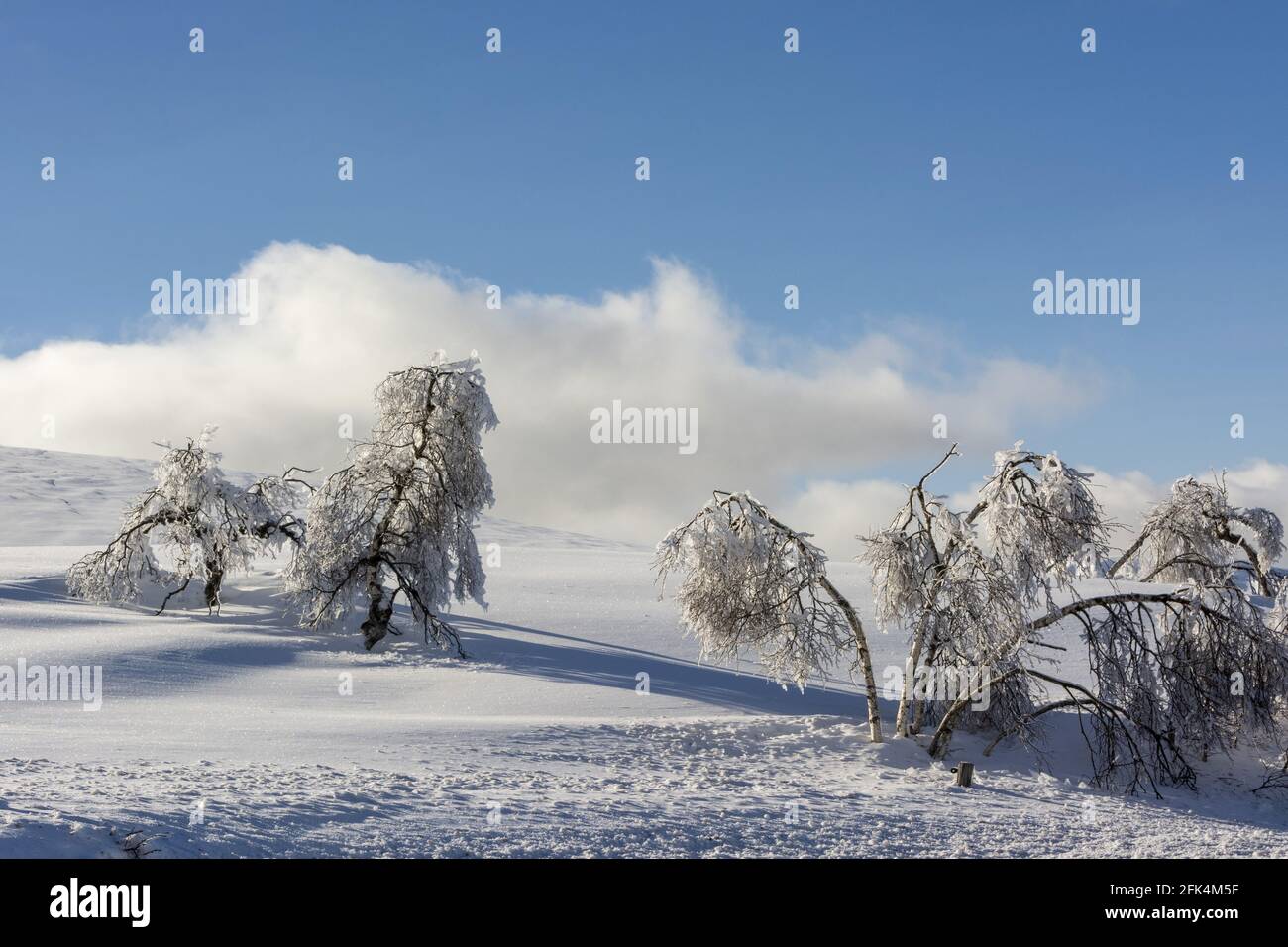 Neige et arbres enneigés dans le massif du Sancy, département du Puy de Dôme, Auvergne-Rhône-Alpes, France Banque D'Images