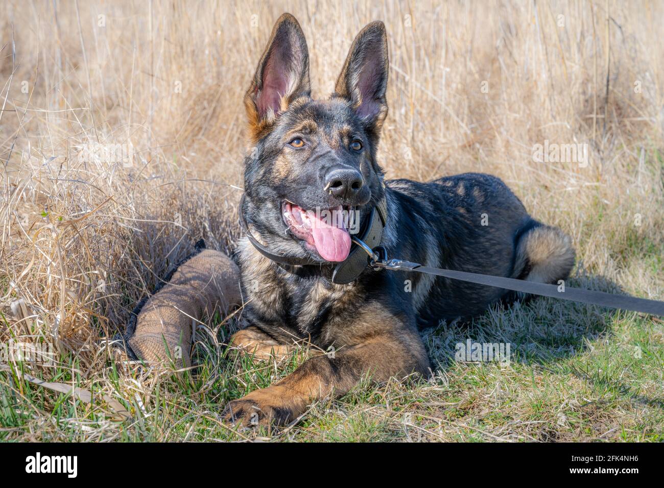 Un portrait de chien d