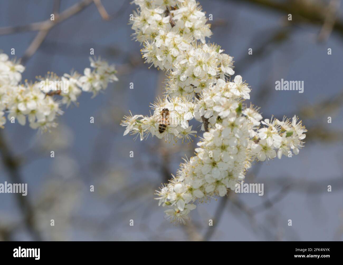 Cerisier fleuri avec pétales blancs et abeille. Arrière-plan printanier Banque D'Images