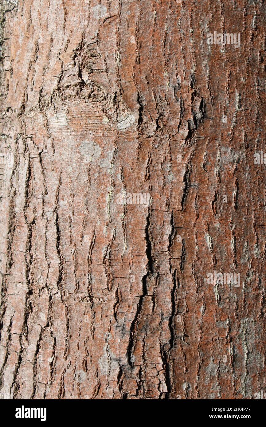 Un gros plan de l'écorce sur une ancienne érable argenté arbre Banque D'Images