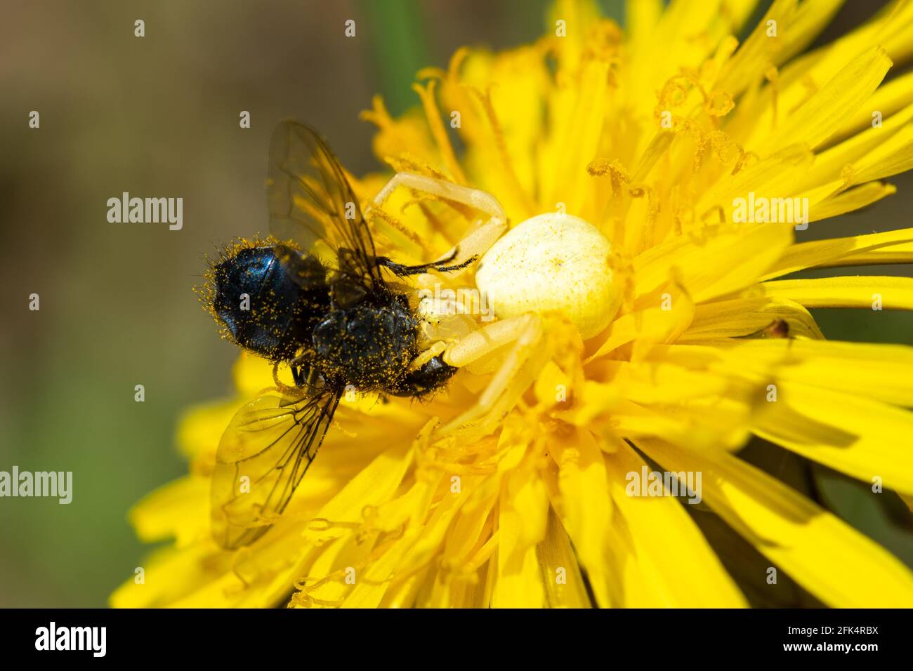 Araignée de crabe des fleurs (Misumena vatia) après avoir attrapé une proie, une abeille solitaire, sur un pissenlit, Royaume-Uni Banque D'Images