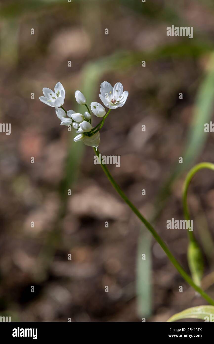 Allium neapollitanum Cirillo (ail blane) en fleur avec un arrière-plan hors foyer, Northampton, Angleterre, Royaume-Uni. Banque D'Images