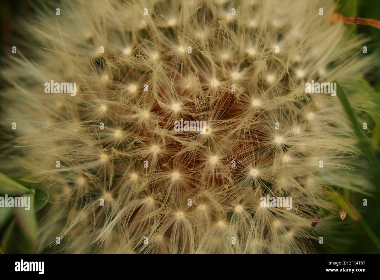 Une vue rapprochée d'une tête de semis de Dandelion dans une beauté délicate et complexe Banque D'Images