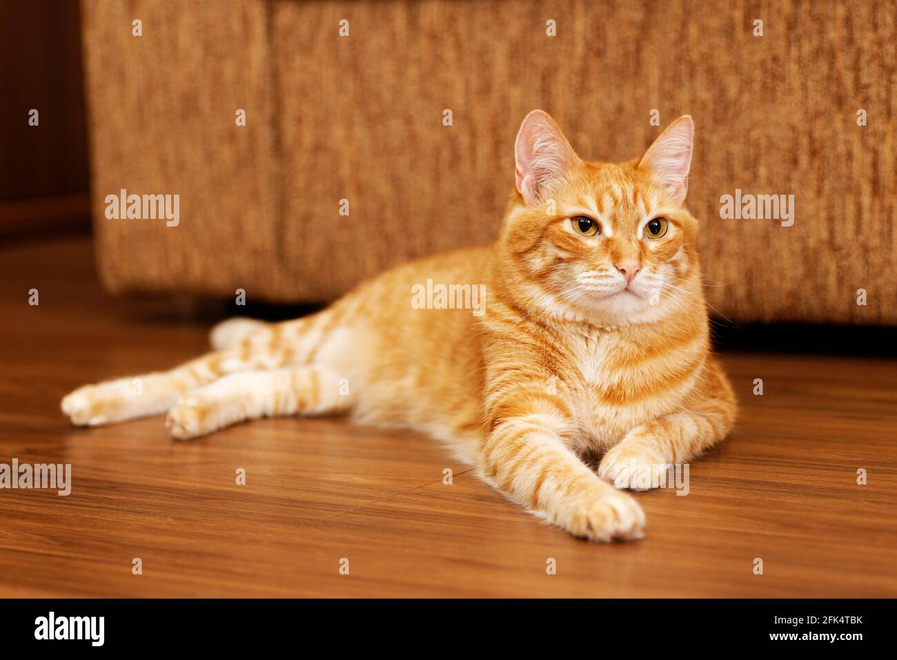 Le chat rouge se trouve sur le parquet. Vue en angle. Mise au point peu profonde. Banque D'Images Le chat rouge se trouve sur le parquet. Vue en angle. Mise au point peu profonde. Banque D'Images