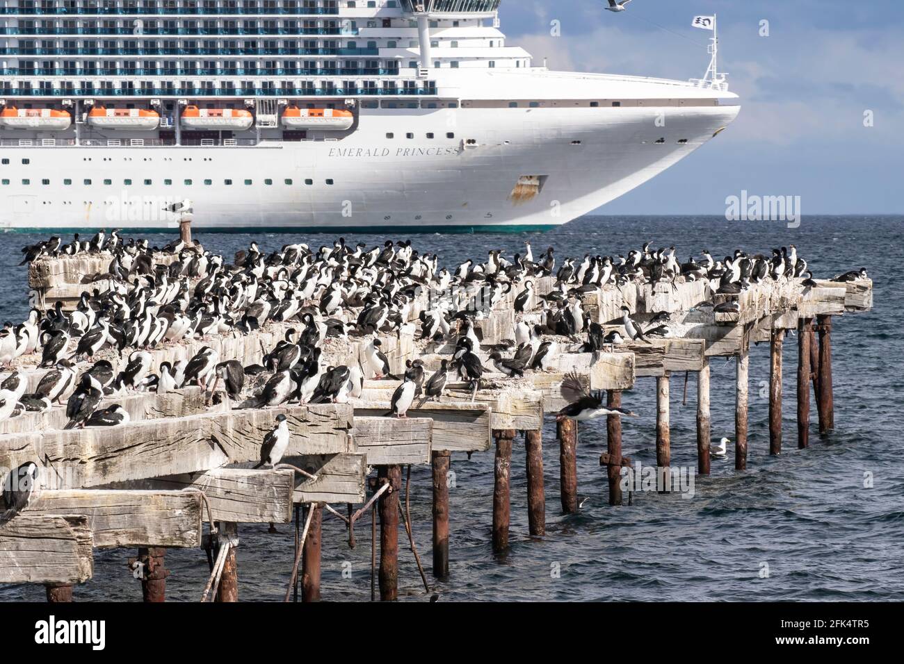 cormoran impérial ou cerf impérial, Leucocarbo atriceps, montrant une colonie de reproduction sur l'ancien quai en bois avec navire de croisière en arrière-plan, Punta Arenas Banque D'Images