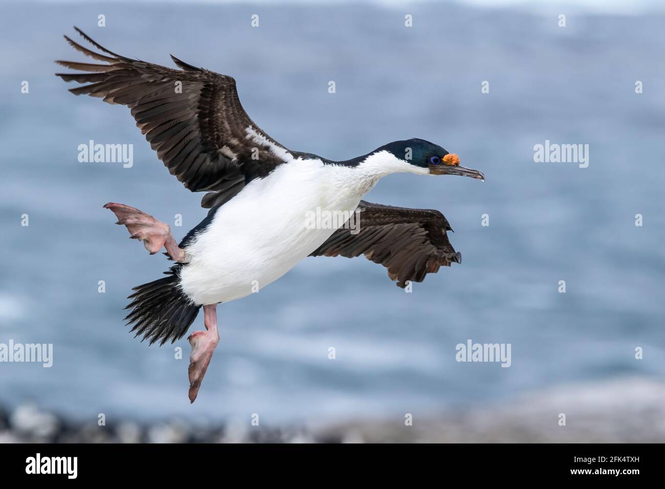 scories impériales cormorantes ou impraerial, Leucocarbo atriceps, adulte unique en vol au-dessus de la colonie reproductrice, îles Falkland Banque D'Images