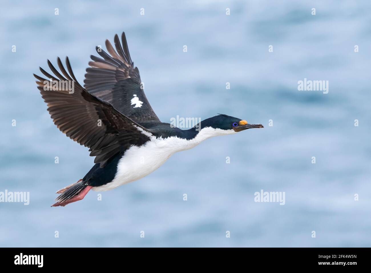 scories impériales cormorantes ou impraerial, Leucocarbo atriceps, adulte unique en vol au-dessus de la colonie reproductrice, îles Falkland Banque D'Images