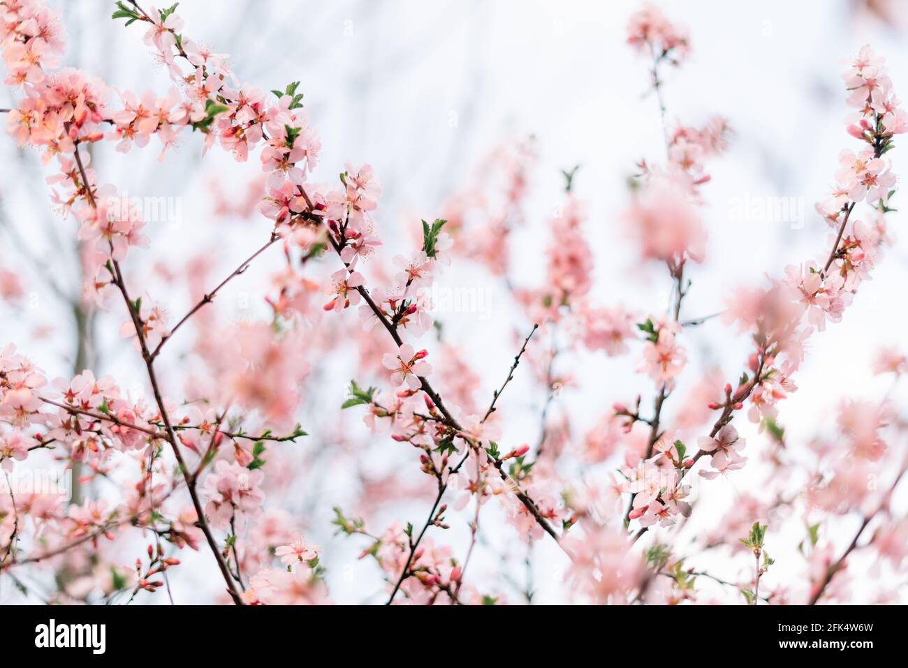 Fleur de printemps l'arrière-plan. Une nature magnifique scène avec arbre fleurissant et sun flare. Journée ensoleillée. Les fleurs du printemps. Beau Verger. Résumé bac floue Banque D'Images