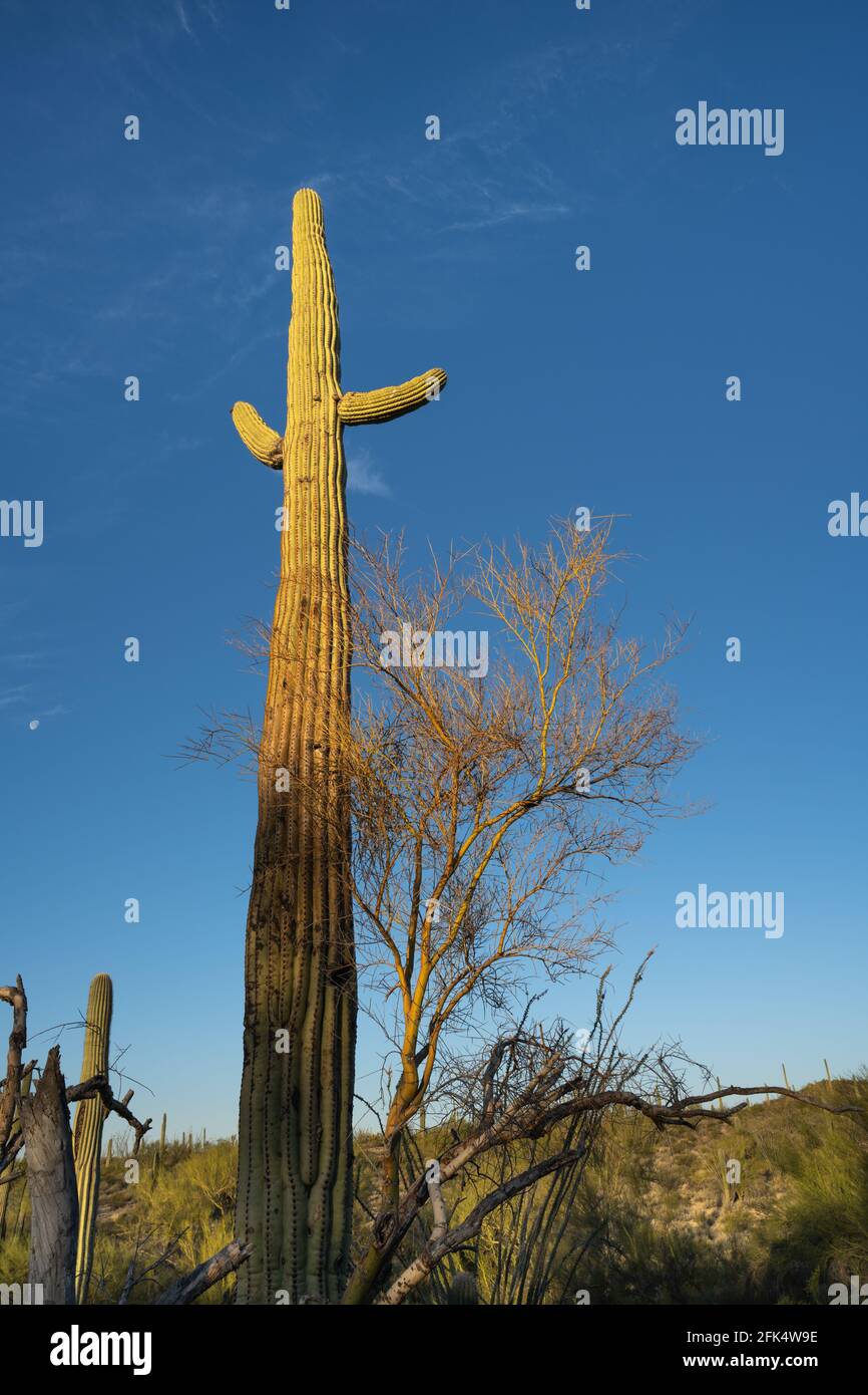 Le soleil du matin brille sur le cactus de saguaro Carnegiea gigantea) et l'arbre Mesquite Banque D'Images