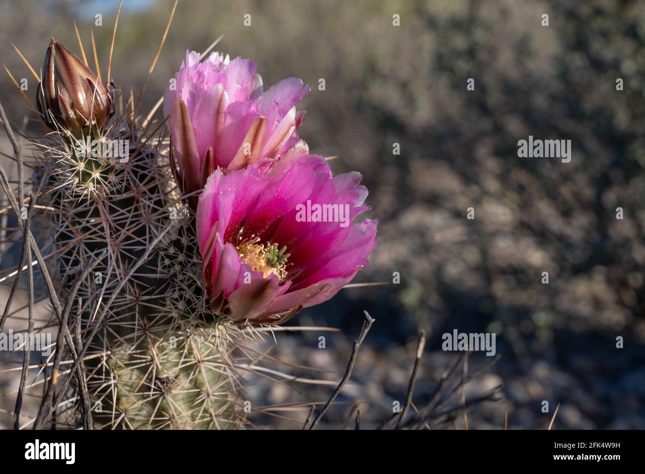 Cactus de hérisson magenta en fleurs, Echinocereus, fleur Banque D'Images