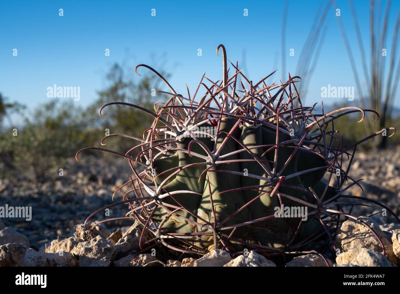 Le jeune cactus à baril de coville, Ferocactus emoriyi ssp covillei, gros plan Banque D'Images