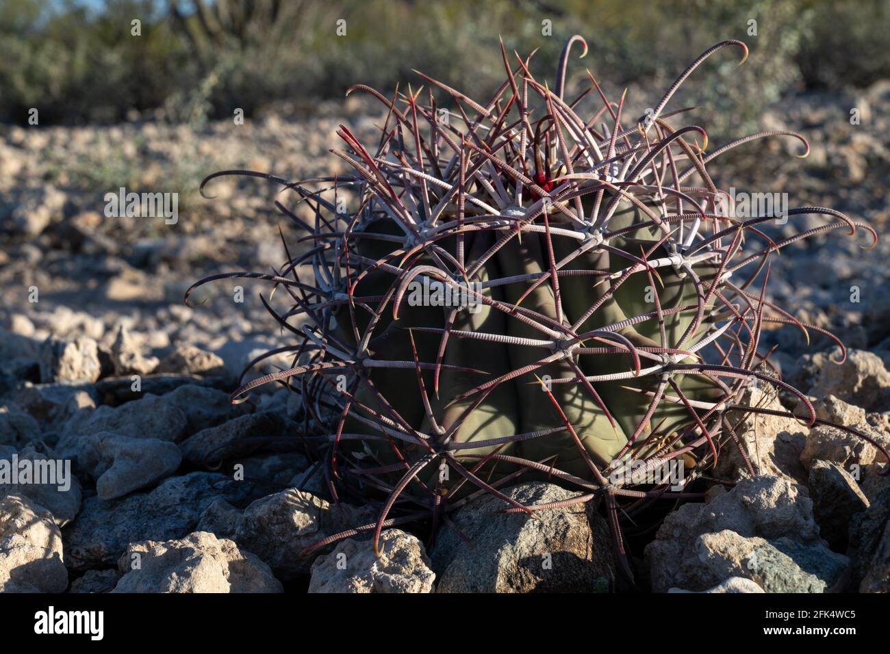 Le jeune cactus à baril de coville, Ferocactus emoriyi ssp covillei, gros plan Banque D'Images