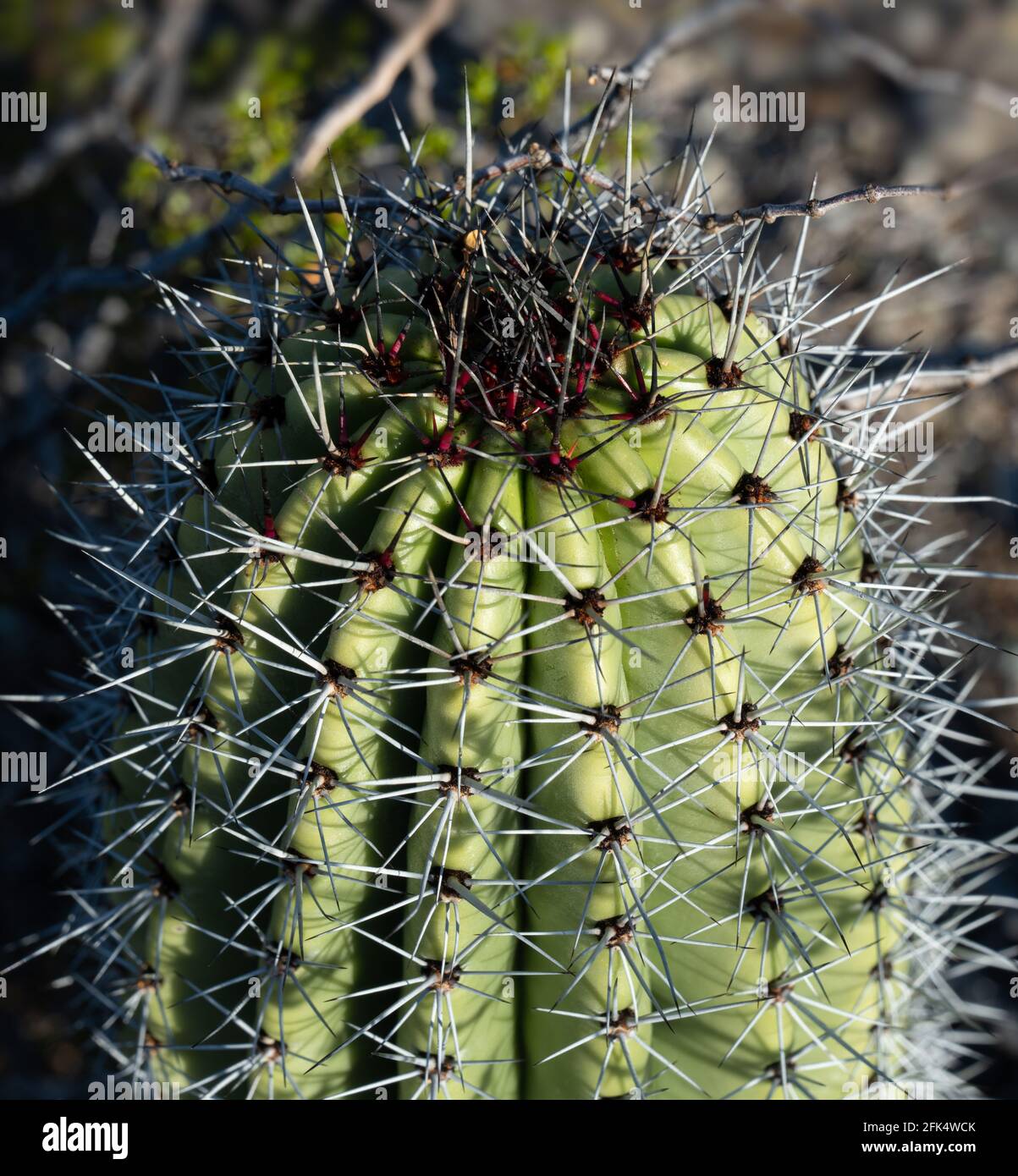 Vue rapprochée de la scarlet et des épines grises sur un Cactus à pipe d'organe (Stenocereus thurberi) méristème apical Banque D'Images