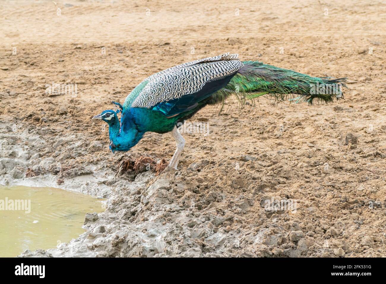Paon indien ou paon indien ou paon bleu, Pavo cristatus, homme seul qui boit à la piscine, Sri Lanka Banque D'Images