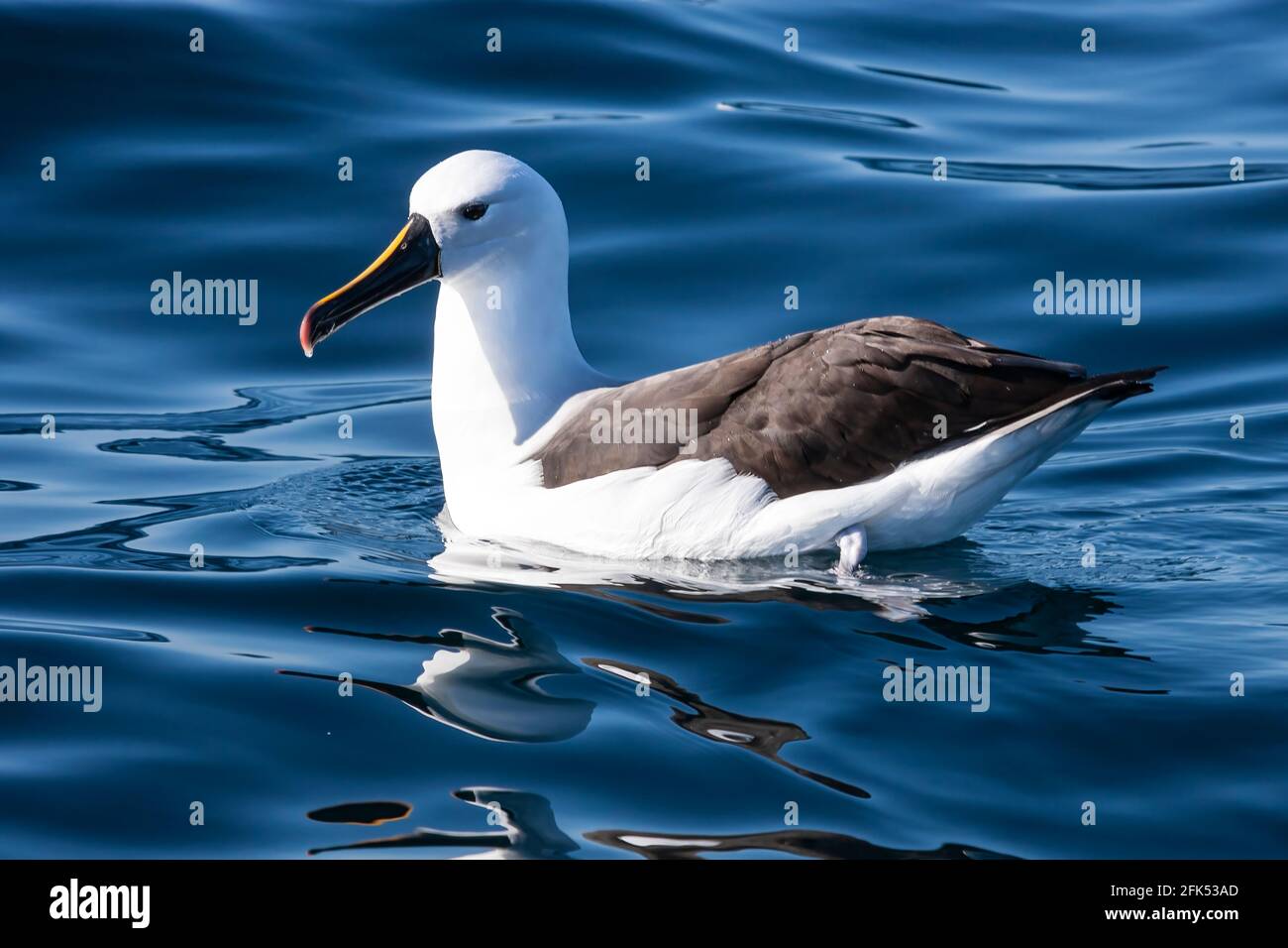 Albatros à nez jaune indien, Thalassarche carteri, nage en mer pour un seul adulte, Woollongong, Queensland, Australie Banque D'Images