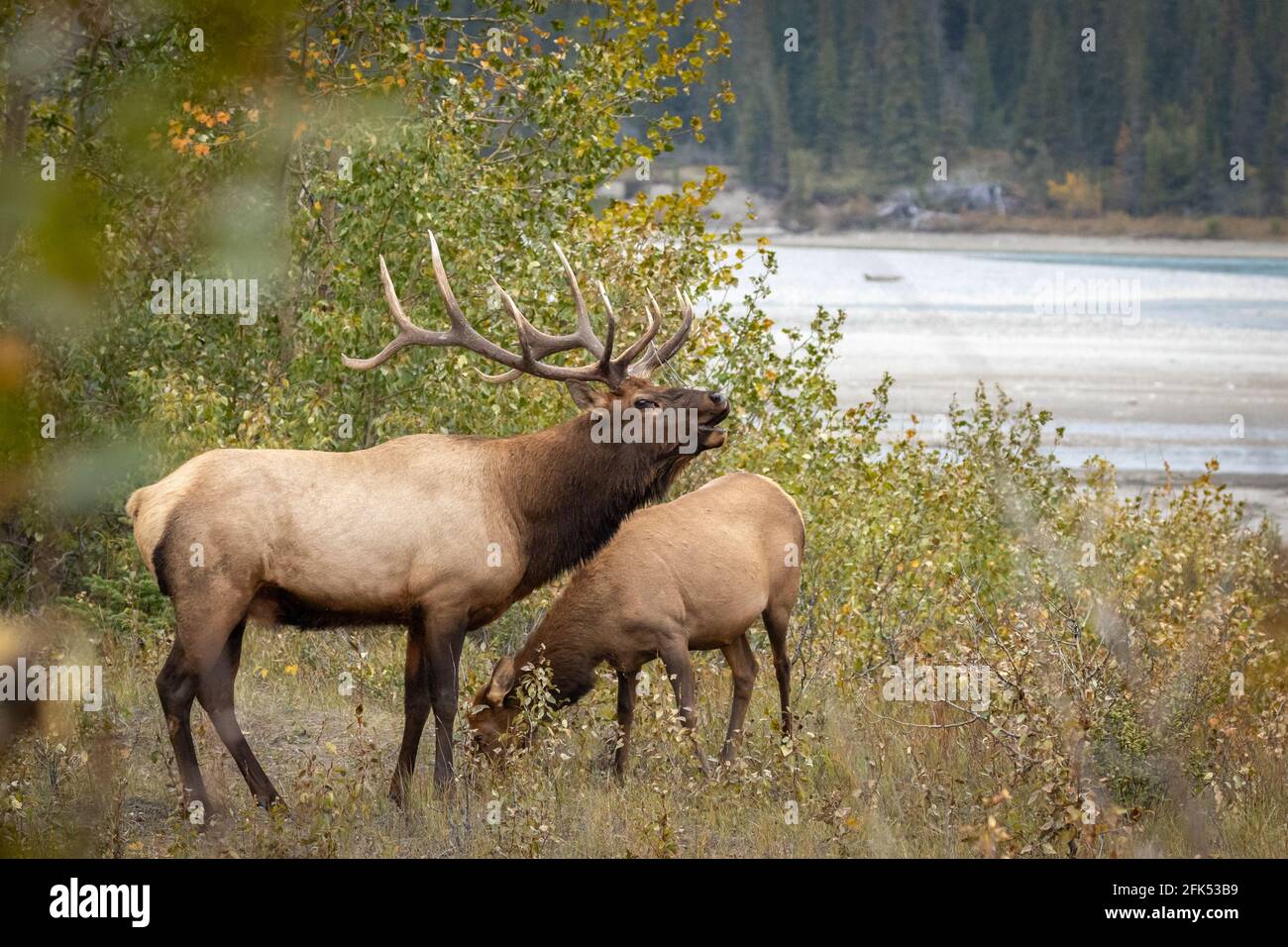 Wapiti (Cervus canadensis) pêche à la ligne à côté de la rivière dans la forêt Banque D'Images