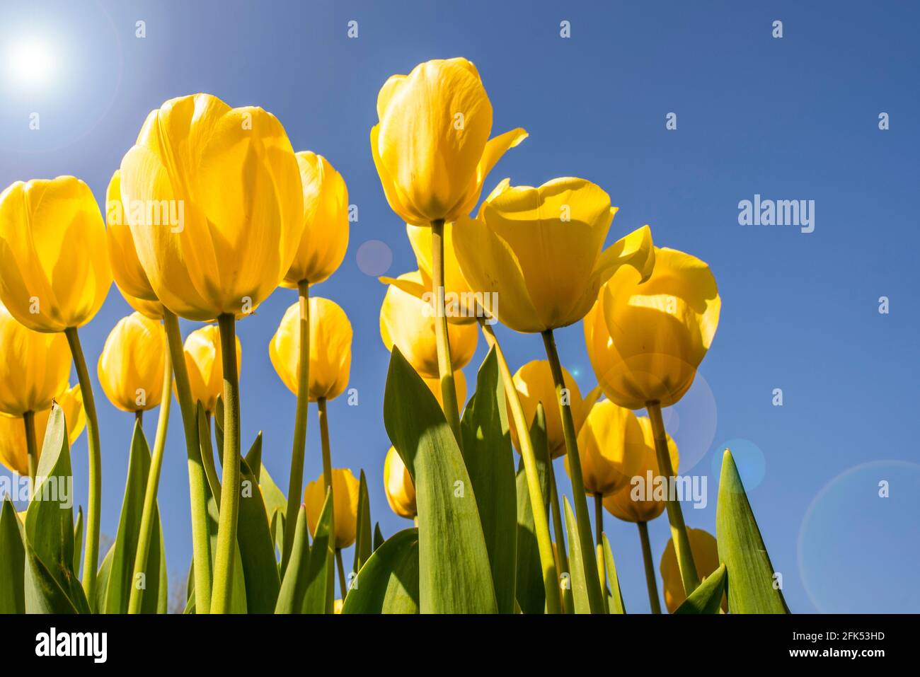 Vue de l'œil de ver montrant des tulipes jaunes (Tulipa sp.) fleurissant au printemps contre le ciel bleu Banque D'Images