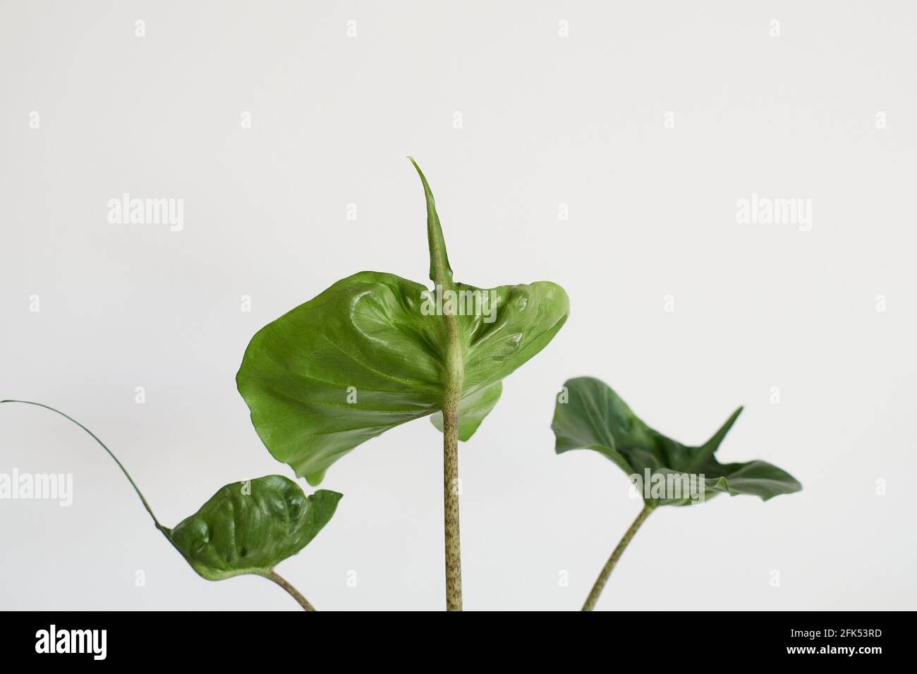 Touche haute et gros plan de l'Alocasia Stingray. Banque D'Images