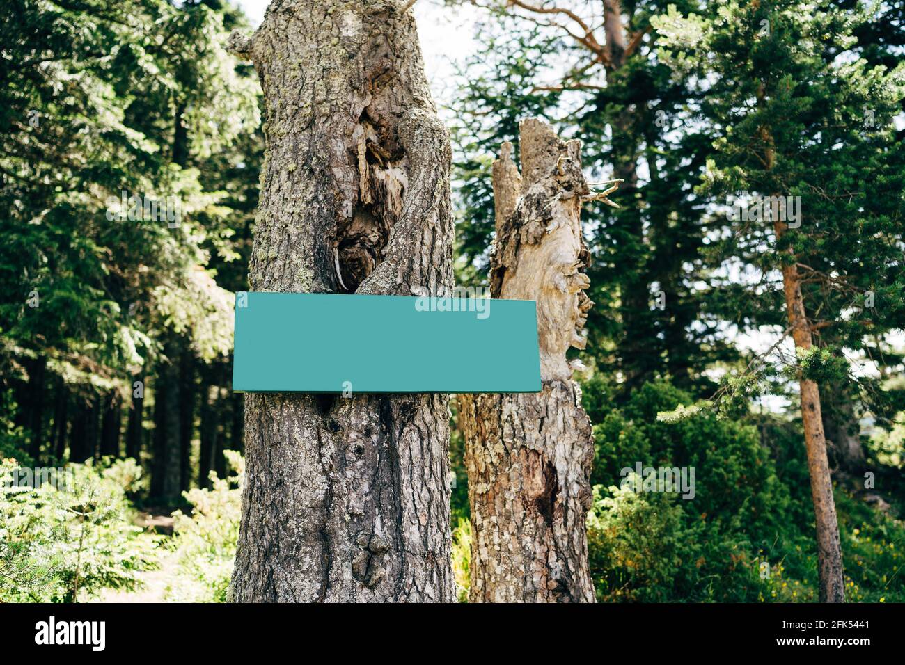 Signe vert vierge sur un arbre au milieu de la forêt Banque D'Images