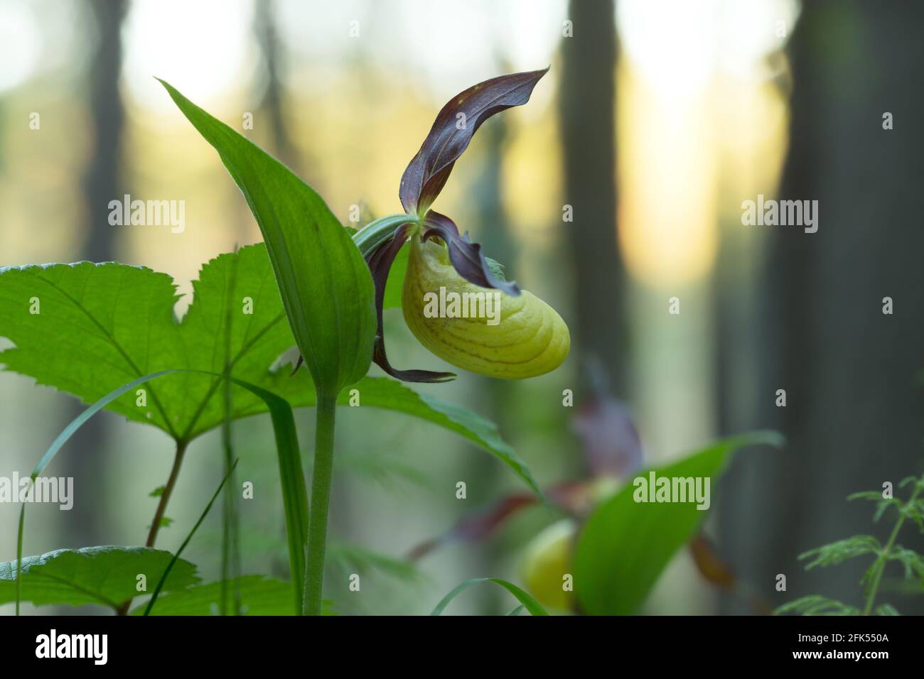 Orchidée-slipper en fleur, Cypripedium calceolus Banque D'Images