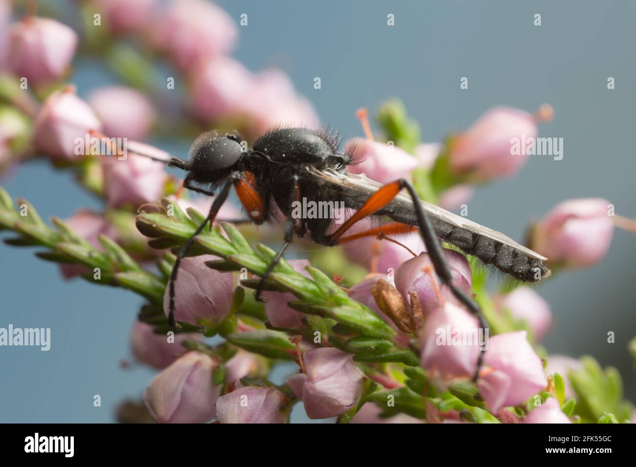 Macro photo d'un vol de mars, Bibio sur la bruyère Banque D'Images