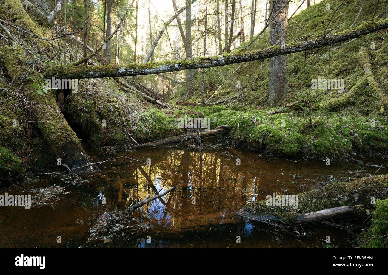 Forêt naturelle intacte avec ruisseau et arbres tombés Banque D'Images