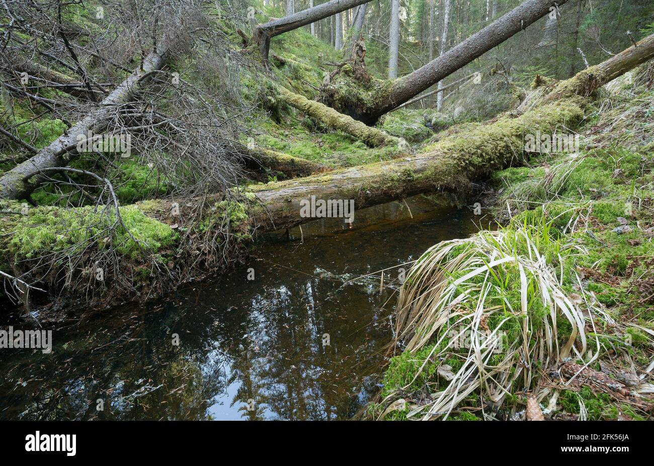 Forêt naturelle intacte avec ruisseau et arbres tombés Banque D'Images