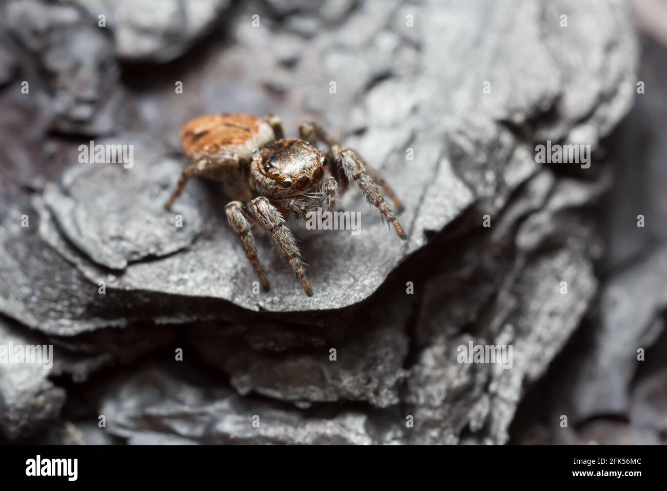 Araignée sauteuse, Evarca falcata sur l'écorce brûlée Banque D'Images