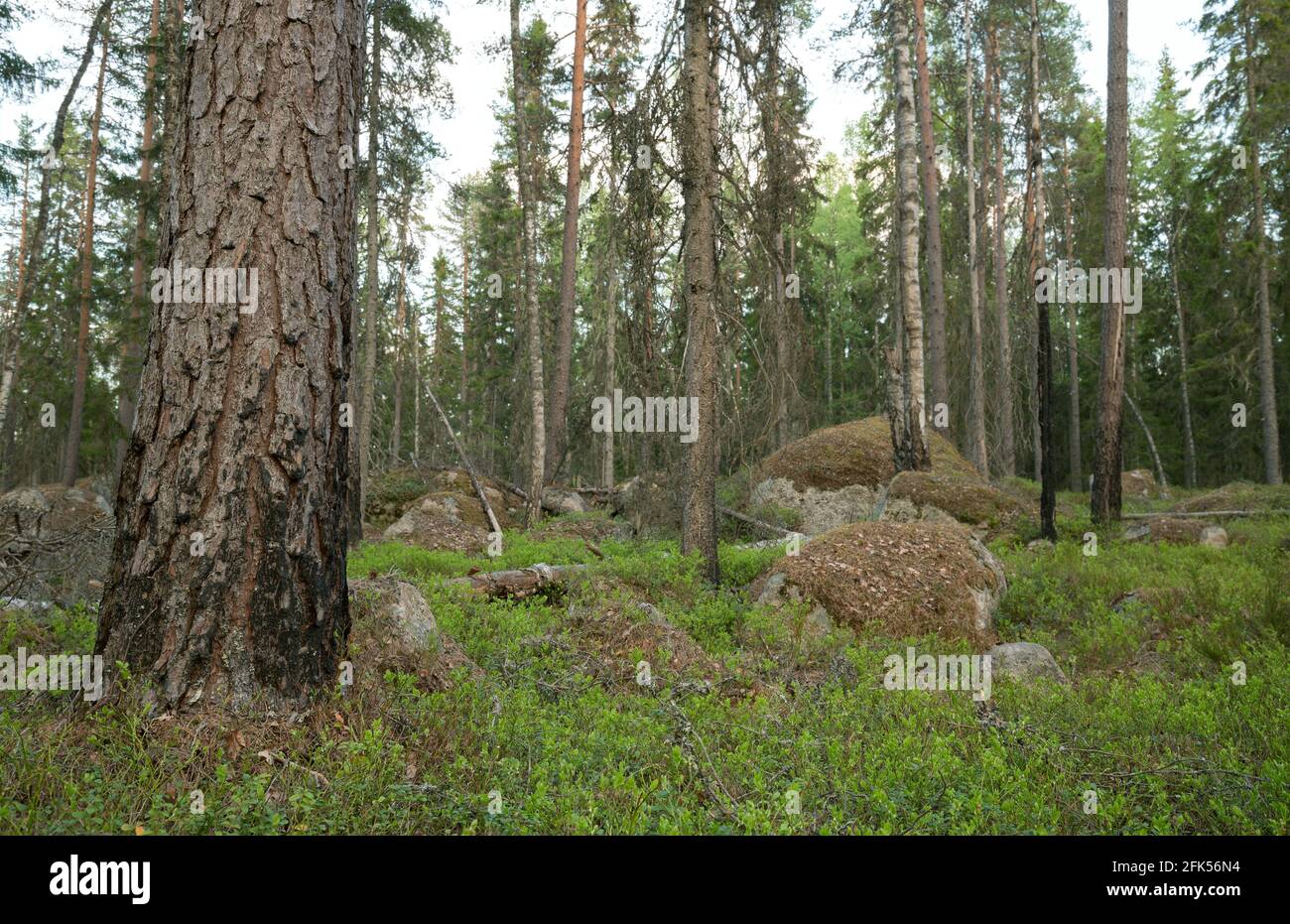 PIN dans une forêt naturelle mixte avec des arbres partiellement brûlés créant habitat important pour de nombreuses espèces Banque D'Images